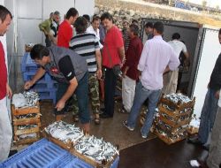 Karadenizli Balıkçılar, Sezonun İlk Hasılatını Pakistan'a Gönderiyor