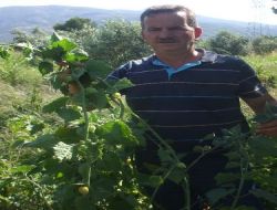 Başbakan'ın Tercihi Altın Çilek, Türkiye'de Doğal Şartlarda İlk Defa Tire'de Yetiştirildi!