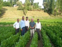 Mutki Tütüncülükte Tekrar Atakta..