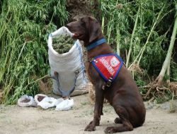Üniversiteli Uyuşturucu Taciri Narkotik Köpeklerini Atlatamadı!