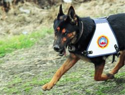 Dedektör Köpek 913 Gr. Kubar Esrar Buldu!