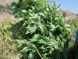 Beş İlde Düzenlenen Operasyonda 9 Kilo Esrar Ele Geçirildi!