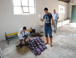 Sahibi Tarafından Yağmur Altında Bırakılan Eşek Tedavi Altına Alındı