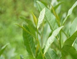 Genel Müdür Yüce: "Çaykur, Türkiye'nin En Büyük 32. Kurumu"