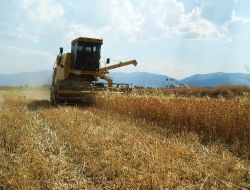 Akşehir'de Nadaslı Tarlalara Aspir Ekilecek