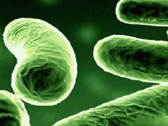 Komşuda Batı Nil Virüsü 22 Can Aldı!