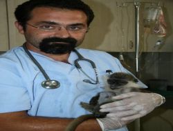Metal Maymun Sağlığına Kavuşuyor