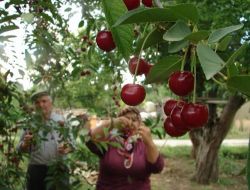 Meyve Üreticisi: Toplanan Meyvenin Tüketicinin Sofrasına Ulaşmada Ara Pazarcı İstemiyoruz