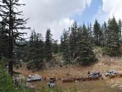 Sedir Kozalakları Toplayan Öğrenciler Okul Masraflarını Karşılıyor