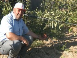Kütahya'da 320 Dönüme Ekilen Meyve Dış Pazarı Hedefliyor!