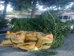 Antalya'da Hint Keneviri Operasyonu