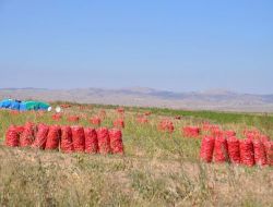 Artan Soğan Üretimi Fiyatı Düşürdü, Çiftçi Maliyeti Kurtarmaya Bakıyor