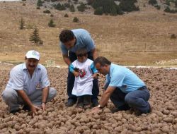 Sedir Kozalakları Yöre İnsanına 1,5 Milyon Kazandırıyor