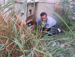 Finike İtfaiyesinden Kedi Kurtarma Operasyonu