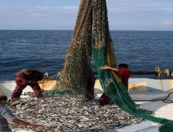 Gırgır Avı Tatmin Etmedi, Umutlar Denizin Dibinde Aranacak