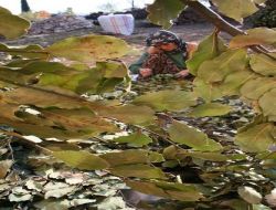 Defne, Orman Köylüsüne 1,5 Milyon Tl Kazandırdı!