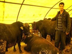 Hayvan Pazarları Artan Şap Hastalığı Nedeniyle Geçici Olarak Kapatıldı!