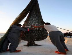 Trol Avı Bolluk Getirdi, Balık Yarı Fiyatına Düştü