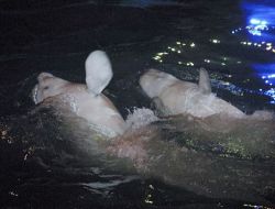 Taşkent'te Büyük Beğeni Gören Beyaz Yunuslardan Biri Öldü