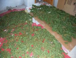 Fethiye'de 25 Kilogram Esrar Maddesi Ele Geçirildi!