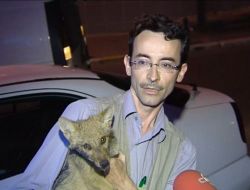 Yaralı Çakalı Veterinere Yetiştirmek İçin 150 Kilometre Yol Katetti