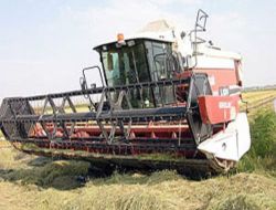 Sıcaklar Çeltik Hasadını Erkene Aldı!