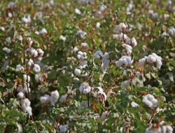 "pamuk Fiyatları Yüzde 100 Arttı, Üretim Desteklenmeli"