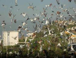 İskenderun'da Güvercinler Barışa Kanat Çırptı