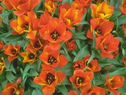 Çiçekdağı'na, Jeotermalle Isınan Seralar Yapılacak