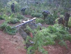 Hatay'da Bu Yıl 4 Ton 112 Kilo Esrar Ele Geçirildi!