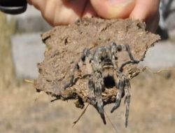Kars Kuyucuk'ta Zehirli Tarantula Örümceği Bulundu