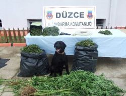 Düzce'de Esrar Operasyonu