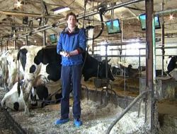 Rus Veterinerler Keşfetti: Televizyon Seyreden İnekler Günlük 3 Litre Daha Fazla Süt Veriyor