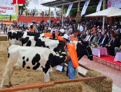Edirne'de En Güzel İnek Ve Buzağılar Yarıştı