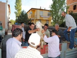 Karaman'da 41 Damızlık Koç Dağıtıldı