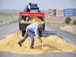Kullanılmayan Yollar Çeltik Üreticisinin Kurutma Sahası Oldu