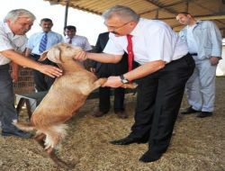 Vali Cerrah: Hayvancılığı Teşvik Etmeliyiz!!