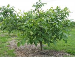 Köyden Romanya'ya Ceviz Fidanı İhracatı