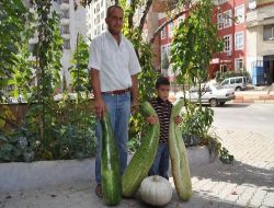 Kuş Gübresi İle Yetiştirdiği Kabakların Boyu Bir Metreyi Geçti