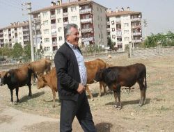Siirt Belediye Başkanı Sadak: Başıboş İnek Sorununu Çözeceğiz