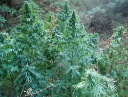 Kocaeli'de Hint Keneviri Operasyonu