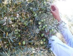 Yağmur Yağdı, Üretici Bayram Etti!