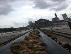 100 Bin Ton Kapasiteli Fabrikaya 30 Bin Ton Şeker Üretimi İzni Verilmesi Moralleri Bozdu