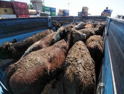 Uruguay'dan İthal Edilen 6 Bin 223 Angus Ve Herefort Mersin Limanı'na Giriş Yaptı