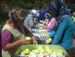 Eğirdir'de Elma Hasadı Başladı, 200 Bin Ton Rekolte Bekleniyor