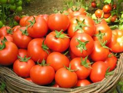 "markette 5 Liraya Yükselen Domates Fiyatları Seraların Açılmasıyla Düşecek"