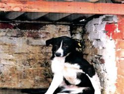 Philsa'dan Hayvan Barınaklarına Yiyecek Yardımı