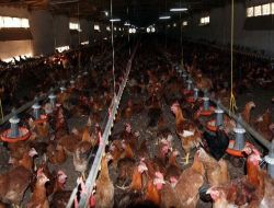 Bafra Ovası'nda Soya Üretimi Yüz Güldürdü