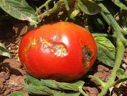 Domatesin Fiyatını Katlayan 'Zararlı' İçin Seminer Düzenlendi