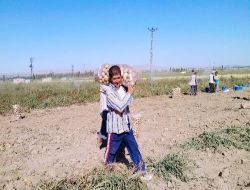 Niğde'de Patates Üreticisi Verimden Memnun Ancak Düşük Fiyattan Dertli